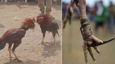 Rooster Gets Ultimate Revenge Owner At Cockfighting Event