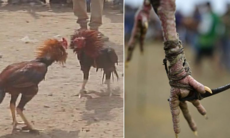 Rooster Gets Ultimate Revenge Owner At Cockfighting Event
